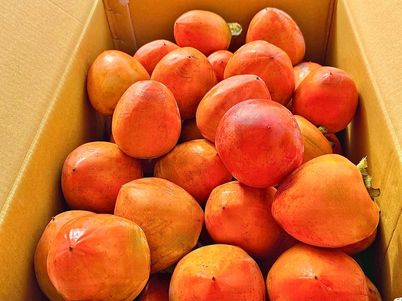 농부손녀님의 장터 판매 상품 [[특품] 꿀뚝뚝 대봉 홍시 5kg 10kg 15kg ] 첨부 사진