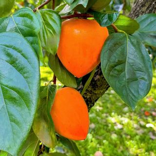 농부손녀님의 작성글 사진