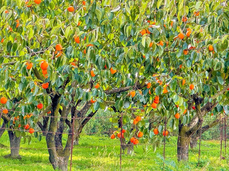 농부손녀님의 장터 판매 상품 [[특품] 꿀뚝뚝 대봉 홍시 5kg 10kg 15kg ] 첨부 사진