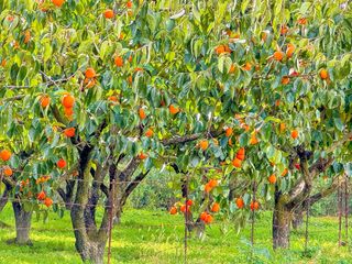 농부손녀님의 작성글 사진