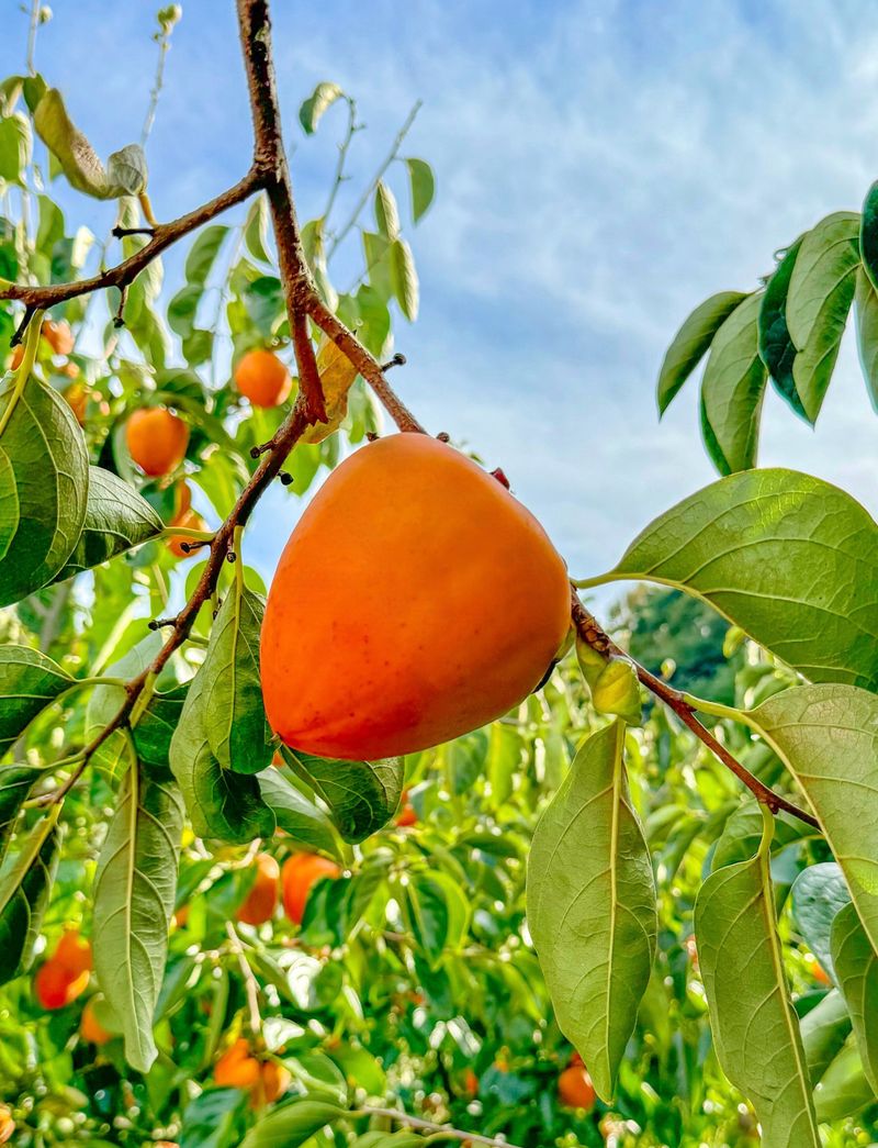 농부손녀님의 장터 판매 상품 [[특품] 꿀뚝뚝 대봉 홍시 5kg 10kg 15kg ] 첨부 사진