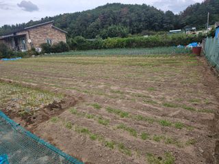 오영관님의 시금치 · 영농일지 작성글 사진