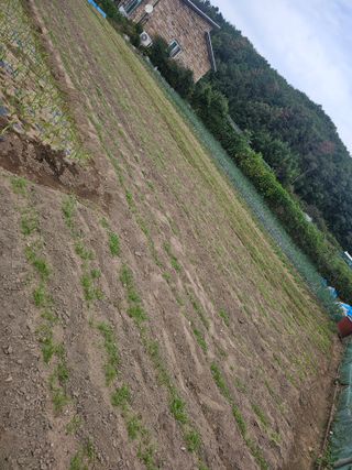 오영관님의 시금치 · 영농일지 작성글 사진