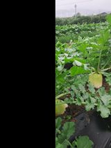 팜모닝 배추·영농일지 게시글 이미지