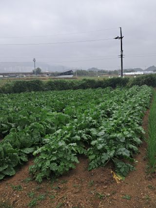 이평우님의 배추 · 영농일지 작성글 사진