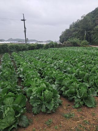 이평우님의 배추 · 영농일지 작성글 사진