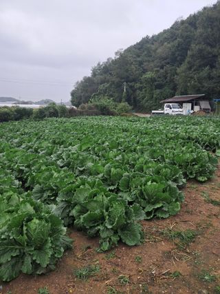 이평우님의 배추 · 영농일지 작성글 사진