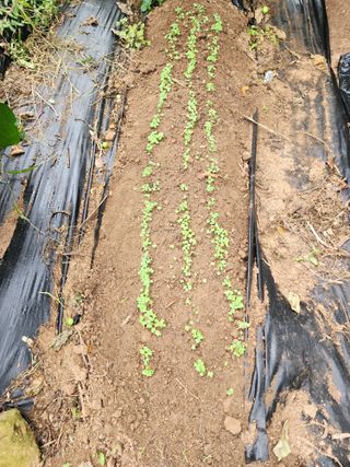 학사랑님의 배추 · 영농일지 작성글 사진