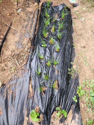 학사랑님의 배추 · 영농일지 작성글 사진