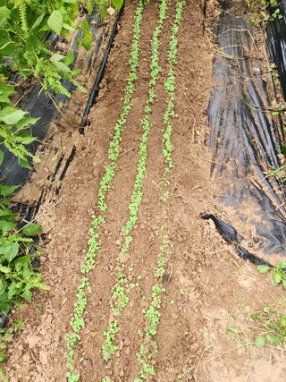 학사랑님의 배추 · 영농일지 작성글 사진