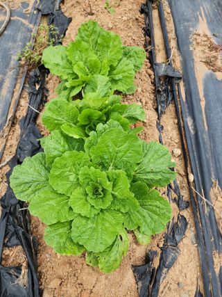 학사랑님의 배추 · 영농일지 작성글 사진