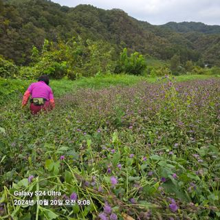 임석진님의 기타작물 · 영농일지 작성글 사진