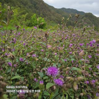 임석진님의 기타작물 · 영농일지 작성글 사진