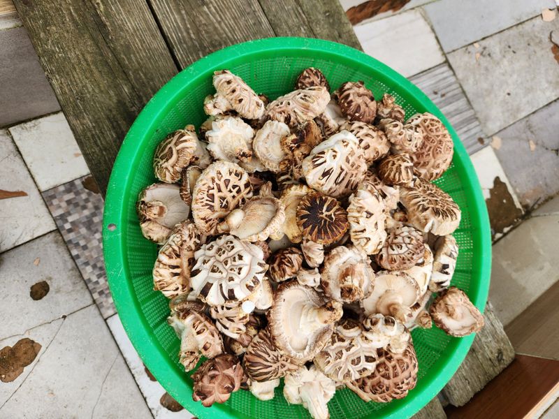 장터 상품 [표고나무 1개당] 썸네일