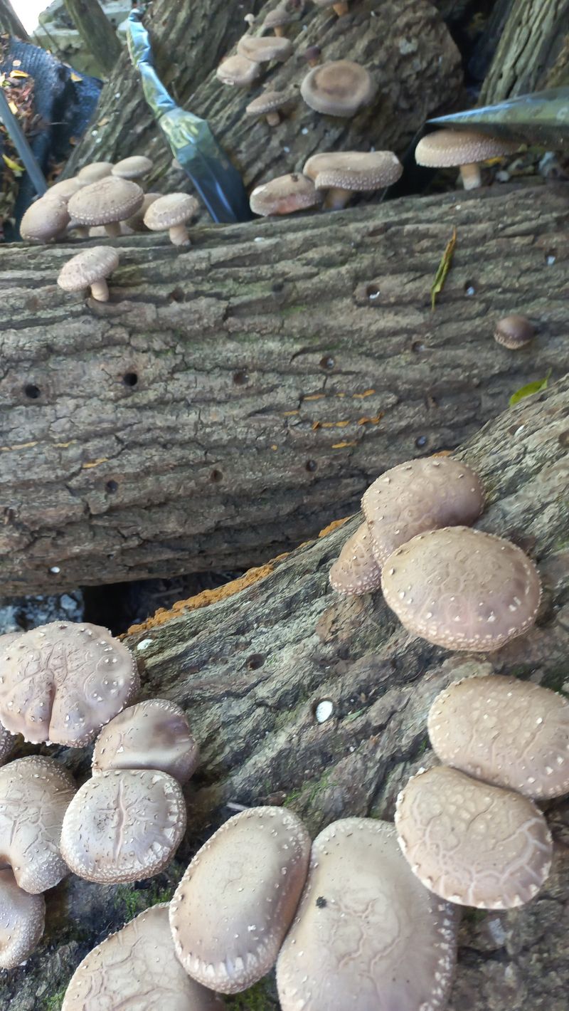 파란농원님의 장터 판매 상품 [표고나무 1개당] 첨부 사진