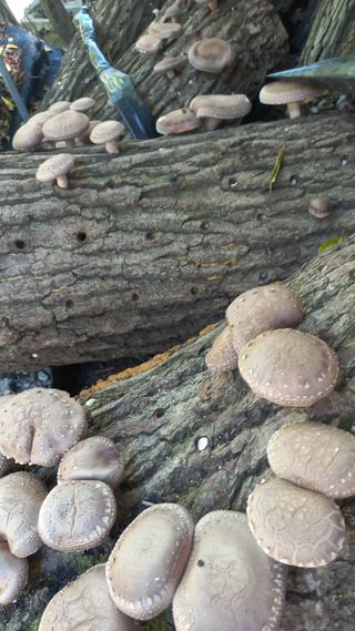 파란농원님의 작성글 사진