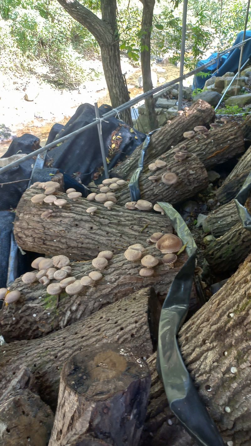 파란농원님의 장터 판매 상품 [표고나무 1개당] 첨부 사진