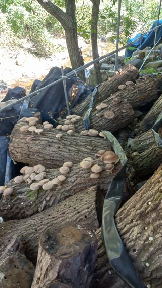 파란농원님의 작성글 사진