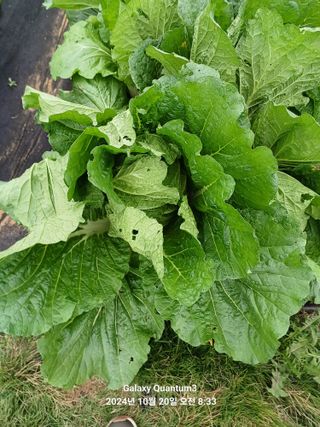 전진규.해돋이님의 배추 · 영농일지 작성글 사진