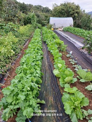 전진규.해돋이님의 배추 · 영농일지 작성글 사진