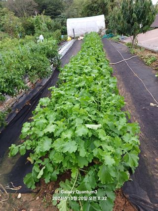 전진규.해돋이님의 배추 · 영농일지 작성글 사진