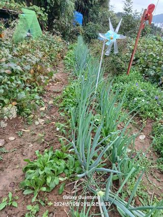 전진규.해돋이님의 배추 · 영농일지 작성글 사진
