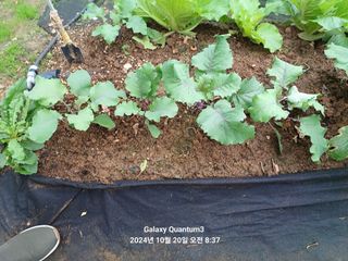 전진규.해돋이님의 배추 · 영농일지 작성글 사진