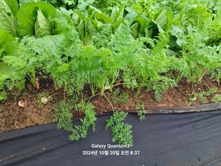 전진규.해돋이님의 배추 · 영농일지 작성글 사진