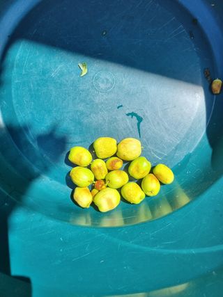 윤섭님의 기타작물 · 병해충상담 작성글 사진