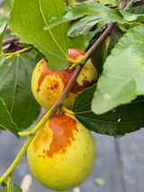 팜모닝 기타작물·병해충상담 게시글 이미지