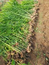 팜모닝 자유주제·자유게시판 게시글 이미지