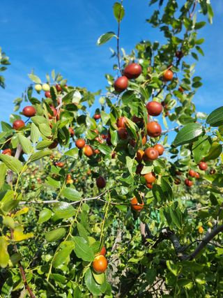 유재현님의 기타작물 · 영농일지 작성글 사진