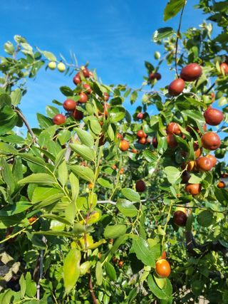 유재현님의 기타작물 · 영농일지 작성글 사진