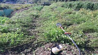 김진엽님의 들깨 · 영농일지 작성글 사진