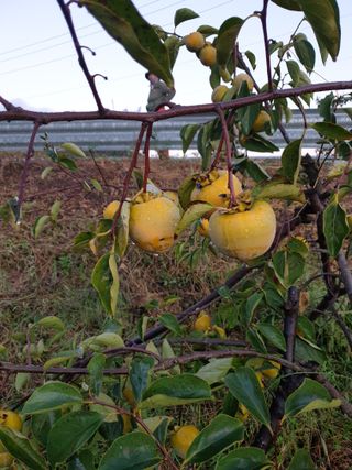 양파13440님의 감 · 병해충상담 작성글 사진