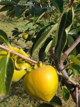 양파13440님의 감 · 병해충상담 작성글 사진