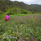 팜모닝 기타작물·영농일지 게시글 이미지