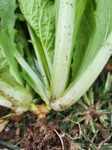 팜모닝 자유주제·자유게시판 게시글 이미지