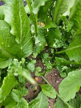 팜모닝 자유주제·자유게시판 게시글 이미지