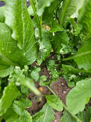 대전초보농부(금재)님의 자유주제 · 자유게시판 작성글 사진