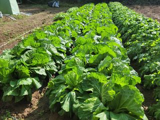 김장수님의 가을 농사 후 토양 어떻게 관리하세요? · 참여글 작성글 사진