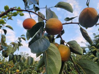 보리나라/하동대봉님의 작성글 사진