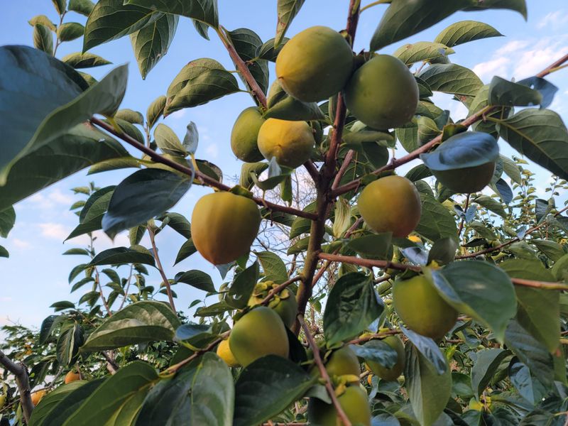 장터 상품 [대봉 10kg (28개)] 썸네일