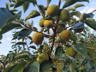 보리나라/하동대봉님의 작성글 사진