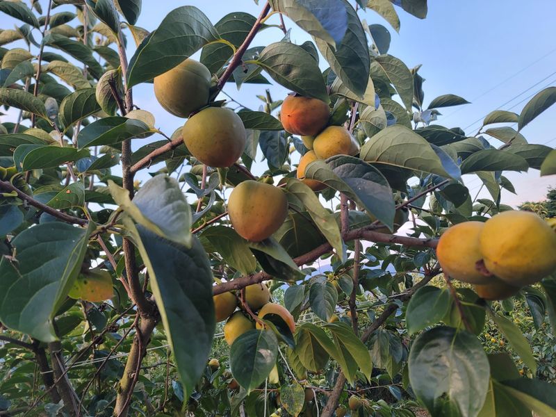 장터 상품 [대봉감 15kg (39개)] 썸네일