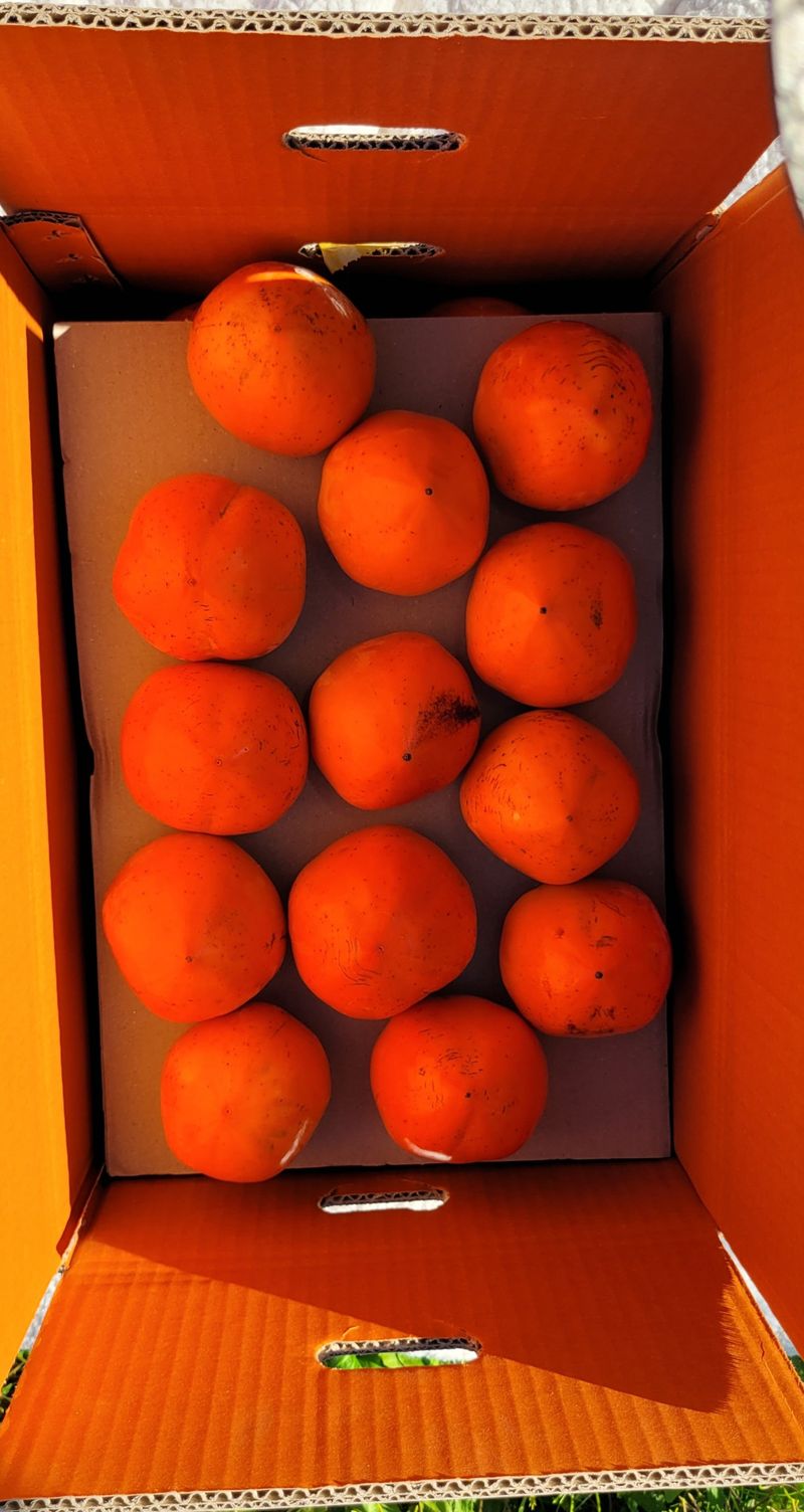 달마루님의 장터 판매 상품 [대봉감 대 10kg] 첨부 사진