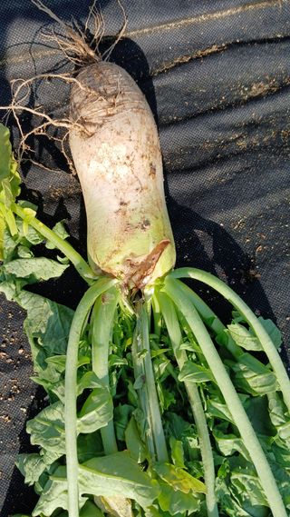 텃밭농부님의 자유주제 · 자유게시판 작성글 사진