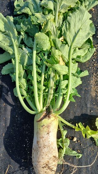 텃밭농부님의 자유주제 · 자유게시판 작성글 사진