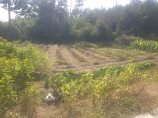 박석중님의 자유주제 · 자유게시판 작성글 사진