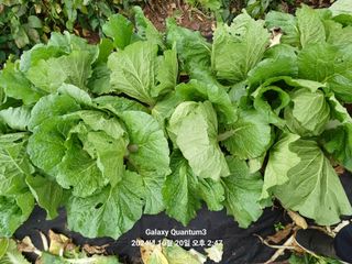 전진규.해돋이님의 배추 · 영농일지 작성글 사진